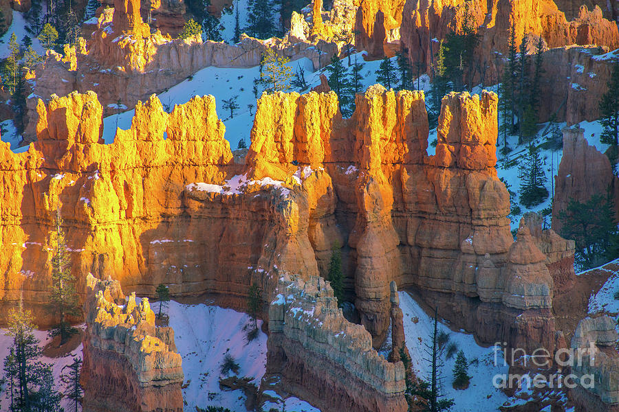 Bryce Canyon Golden Columns Of Light Photograph