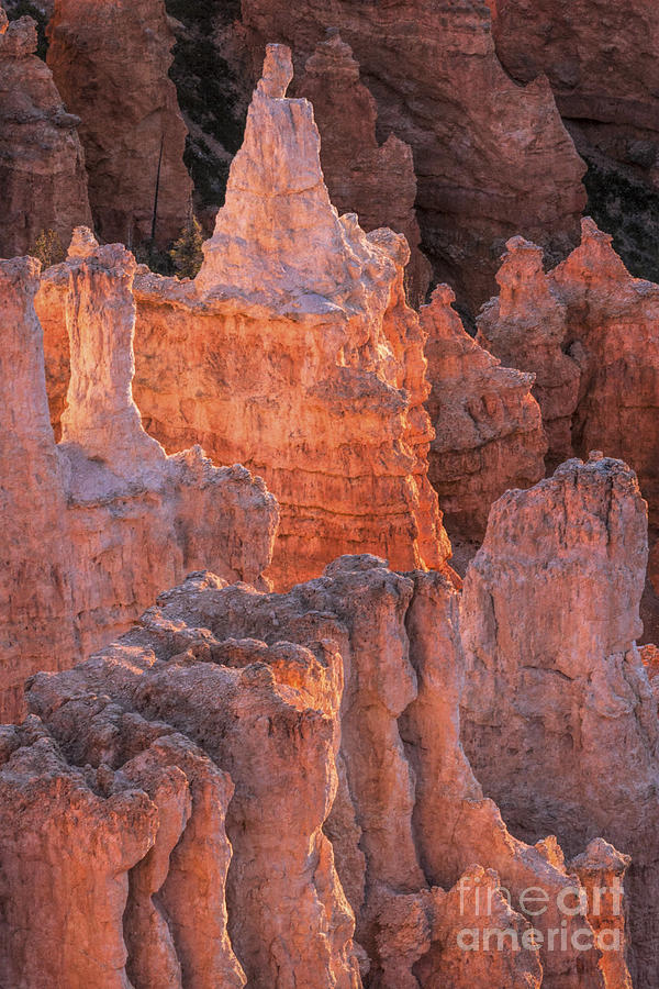 Bryce Canyon Hoodoos #6, Utah, USA Photograph by Philip Preston