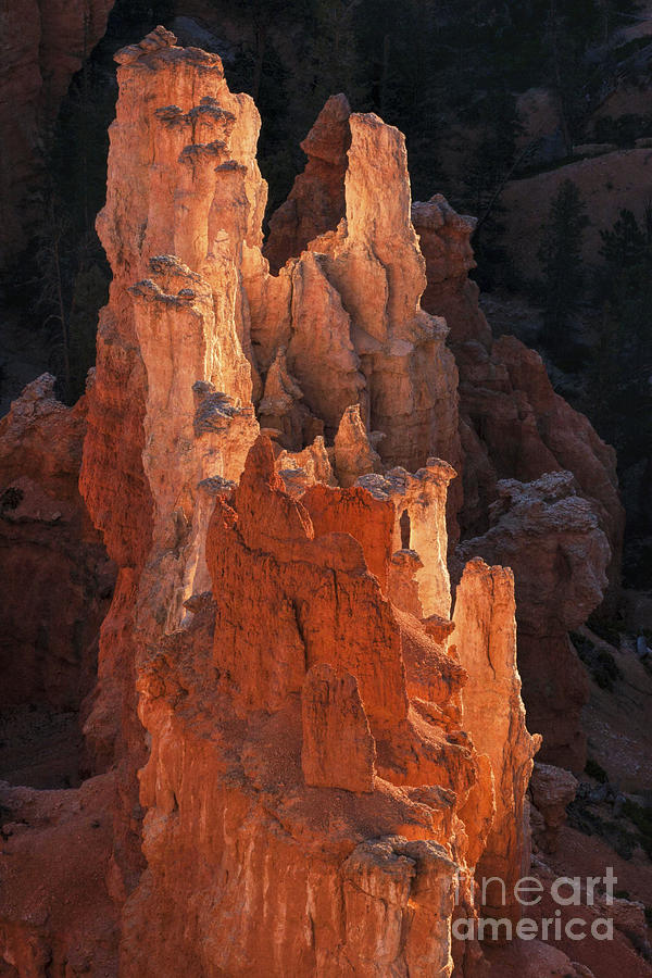 Bryce Canyon Hoodoos #9, Utah, USA Photograph by Philip Preston