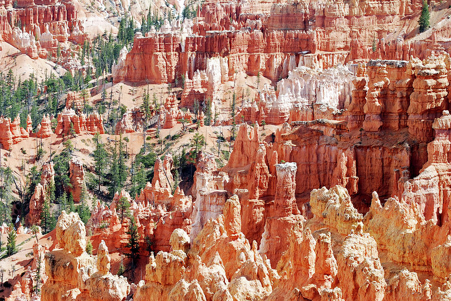 Bryce Canyon hoodoos Photograph by Nancy Landry