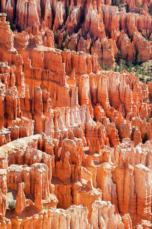 Bryce Canyon Hoodoos Portrait Photograph by Kyle Hanson