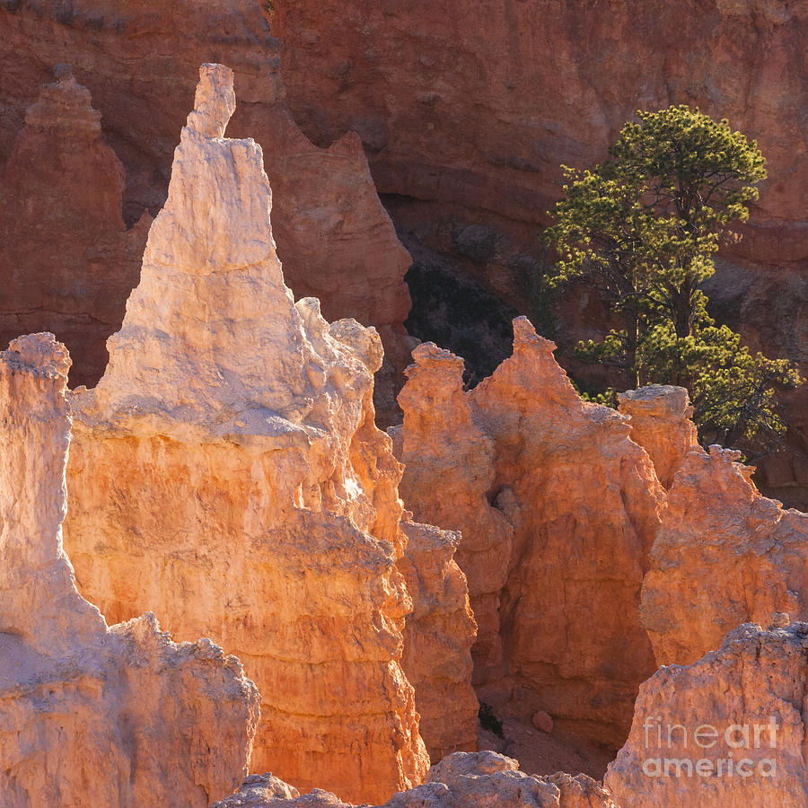 Bryce Canyon Hoodos #1, Utah, USA Photograph by Philip Preston