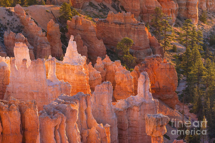 Bryce Canyon Hoodos #2, Utah, USA Photograph by Philip Preston
