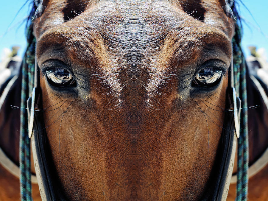 Bryce Canyon Horse Mirror Photograph by Kyle Hanson
