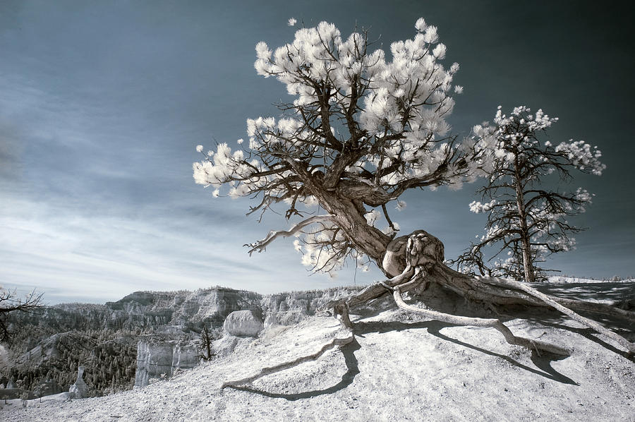 Landscape Photograph - Bryce Canyon Infrared Tree by Mike Irwin
