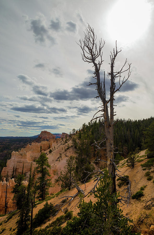 Bryce Canyon Lone Tree Photograph by Kathleen Scanlan