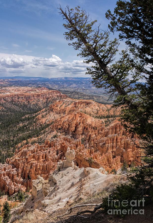 Bryce Canyon Portrait Photograph by Peggy Hughes