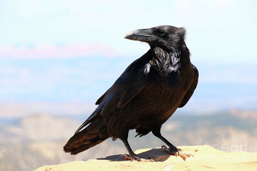 Bryce Canyon Raven Photograph by Christiane Schulze Art And Photography