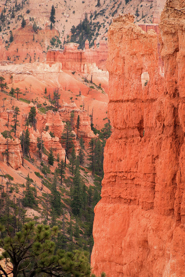 Bryce Canyon Tower Photograph by Jen Manganello