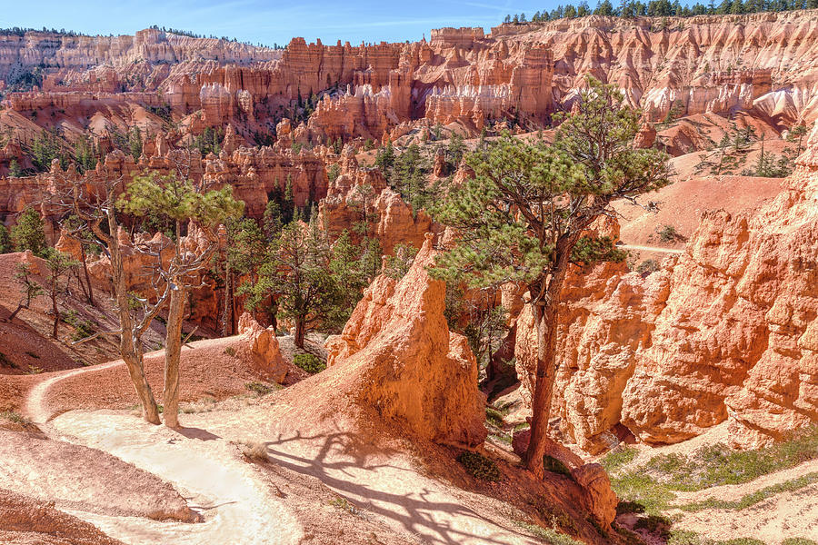 Bryce Canyon Trails Photograph by John M Bailey