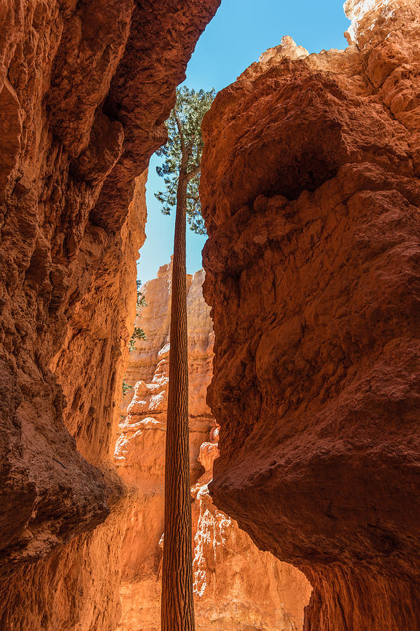 Bryce Canyon Tree Photograph by Joseph Smith