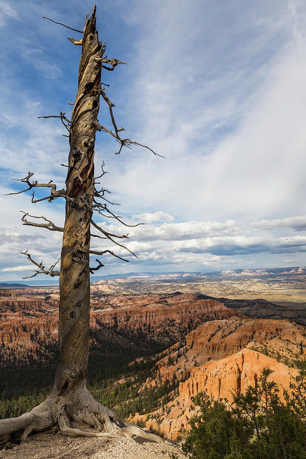 Bryce Canyon Tree Photograph by Kathleen Scanlan