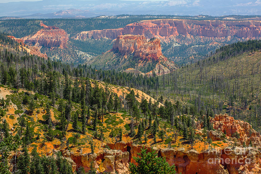 Bryce Canyon View Photograph