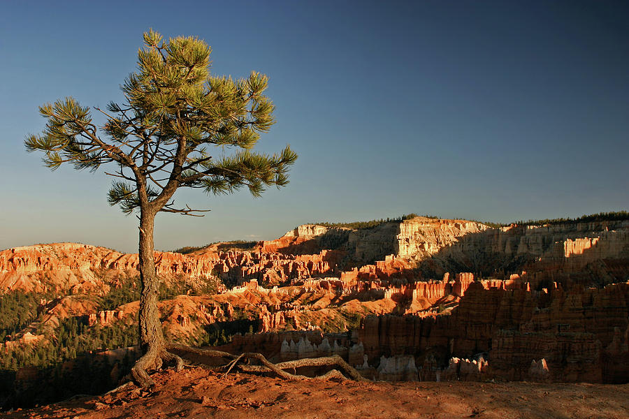 Bryce Canyon view Photograph by Inge Riis McDonald