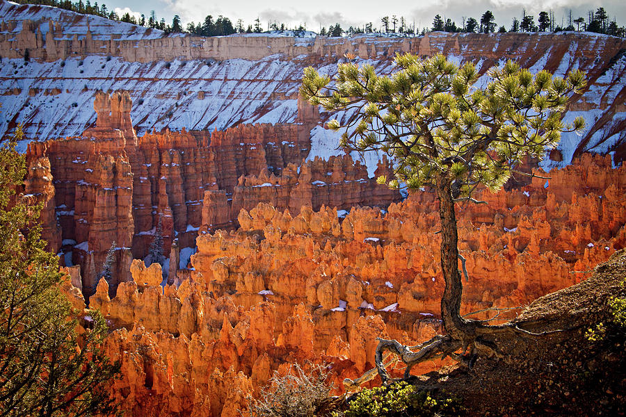 Bryce Canyon Photograph by Wesley Aston