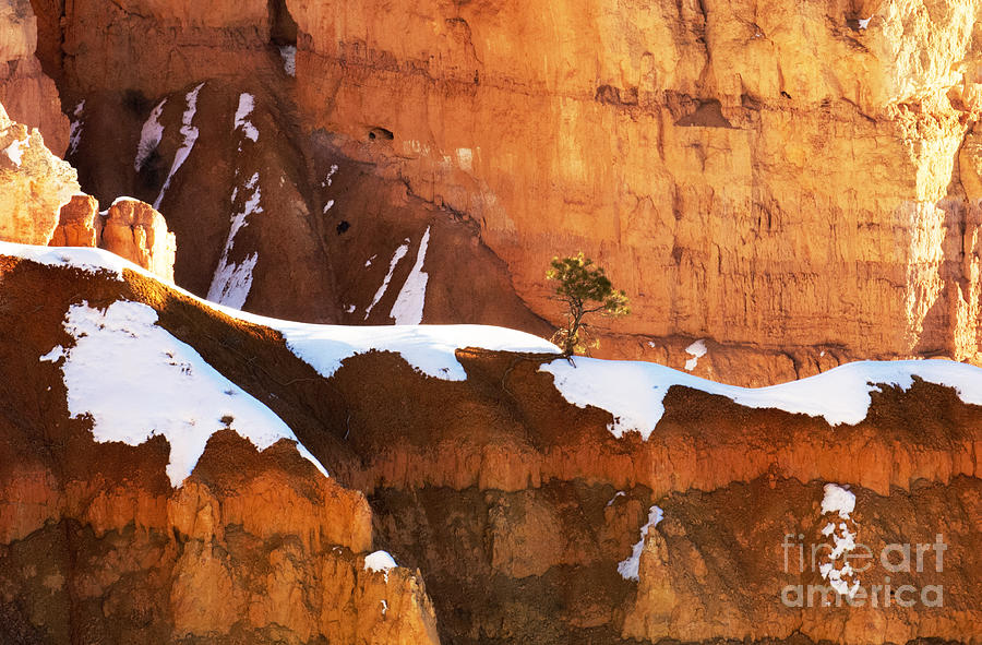 Bryce Canyon Winter 6 Photograph by Bob Christopher
