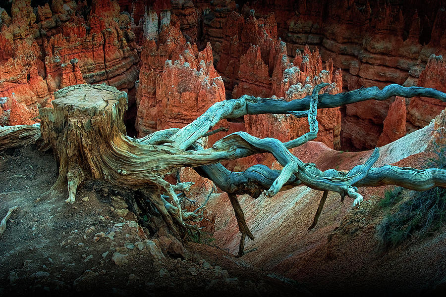 Bryce National Canyon Tree Stump on a Ridge Photograph by Randall Nyhof