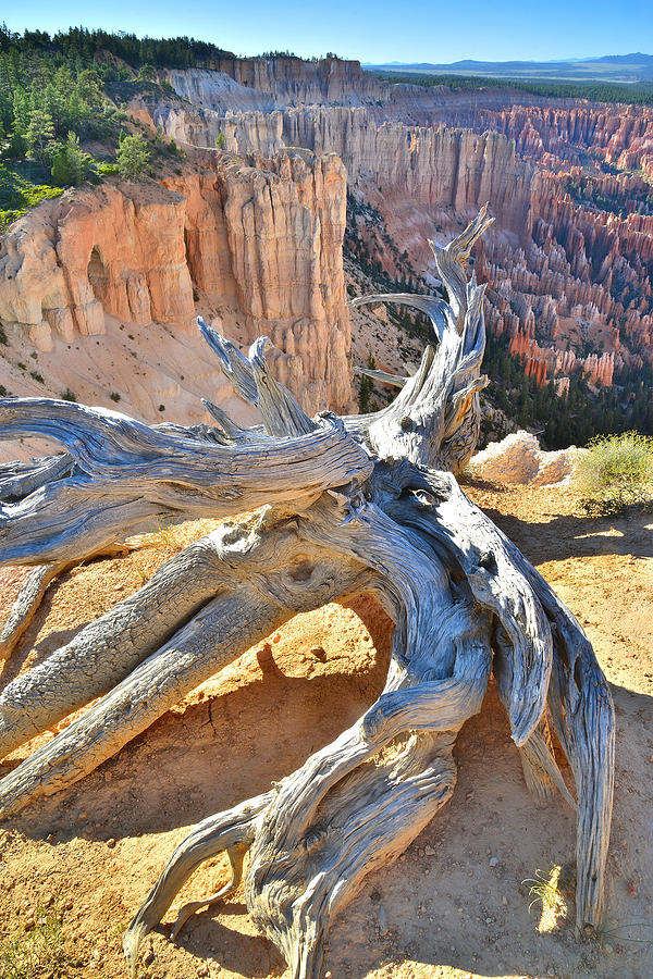 Bryce Point Bristlecone Photograph by Ray Mathis