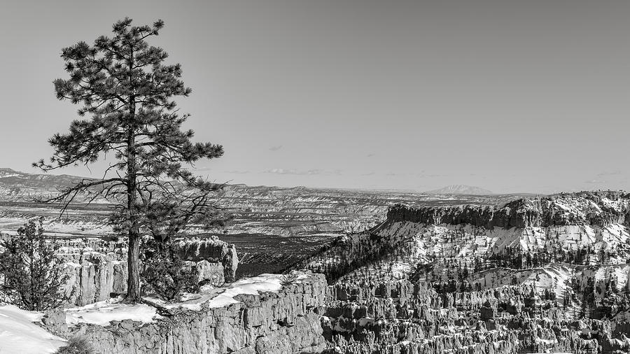 Bryce Canyon National Park Photograph - Bryce Sentinel by Joseph Smith