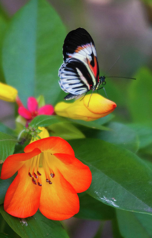 Butterfly Landing Photograph by Rochelle Berman