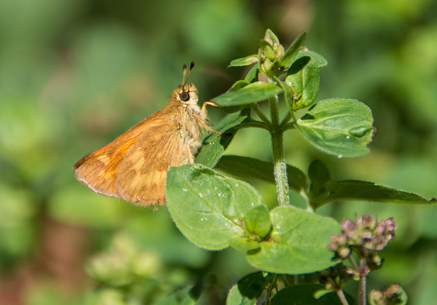 Woodland Skipper Butterfly 5 Photograph by Marilyn Wilson