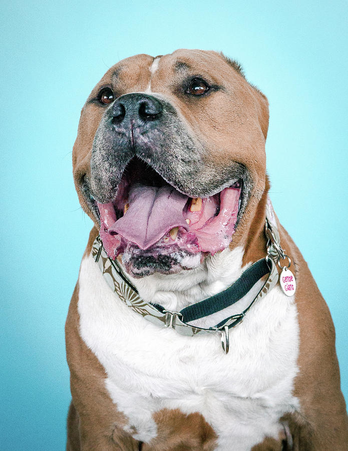 Bubba 2 Photograph by Pit Bull Headshots by Headshots Melrose - Fine ...