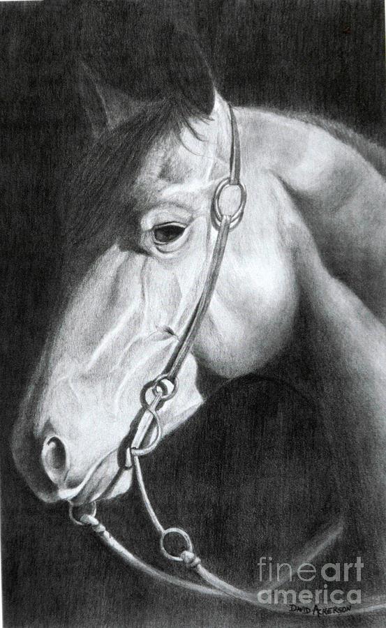 Horse Drawing - Bubba by David Ackerson