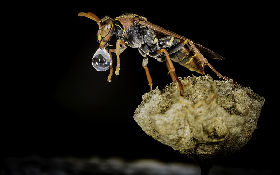 Bubble Blowing Wasp Photograph by Chris Cousins