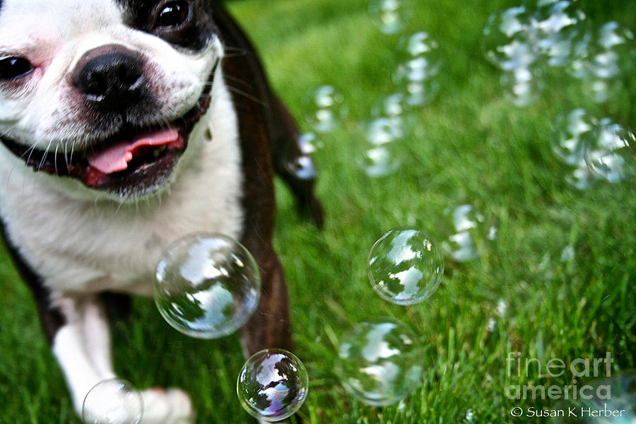 Bubble Busting Photograph by Susan Herber