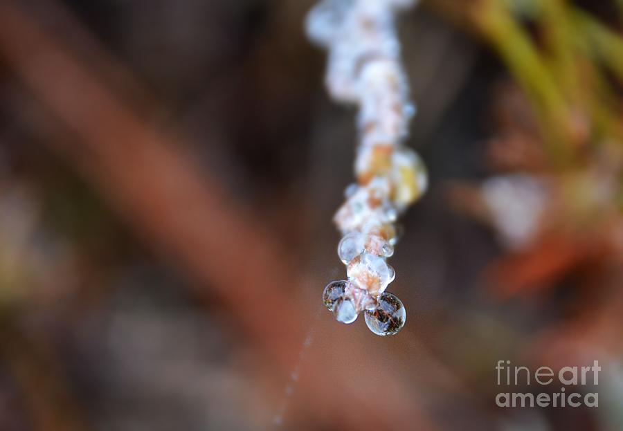 Bubble eyed water drops- Loganville Georgia Photograph by Adrian De Leon Art and Photography