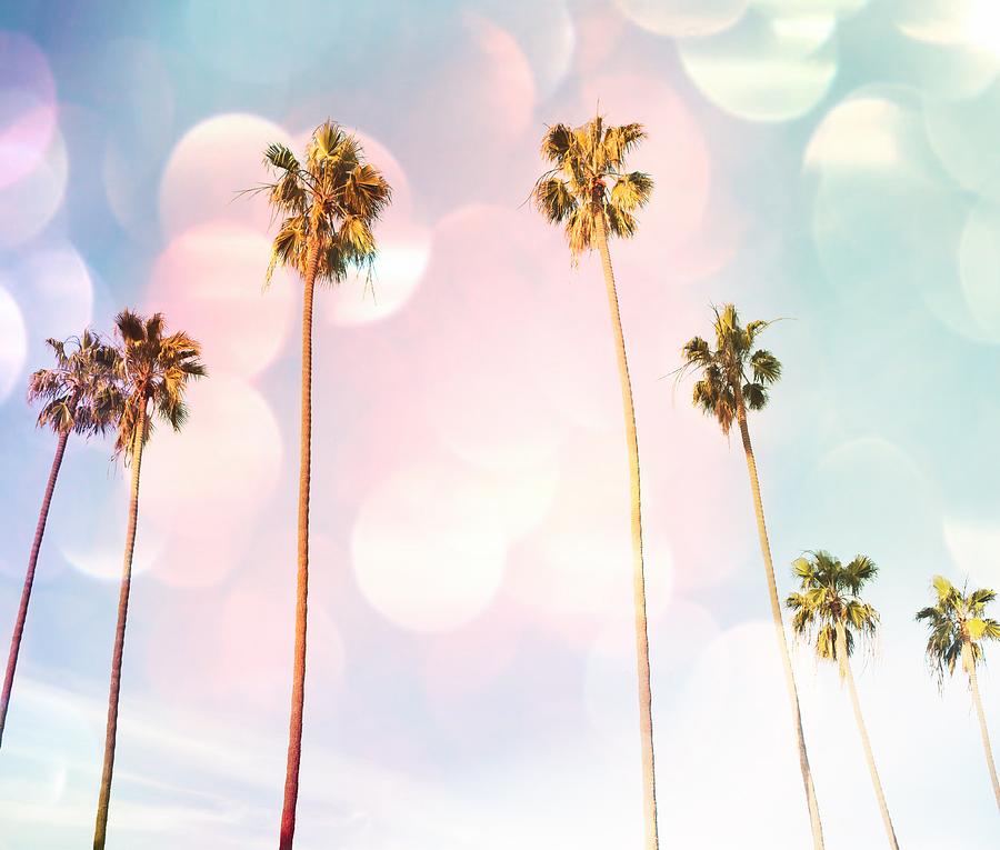 Bubble Gum Palm Trees Photograph by Marianna Mills