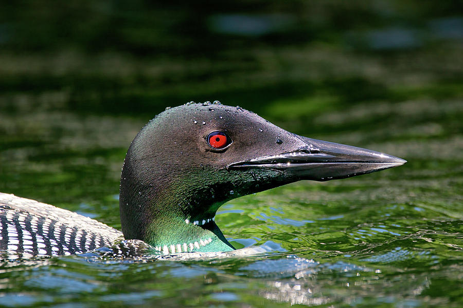 Bubble Head - Common Loon - Gavia Immer Photograph by Spencer Bush