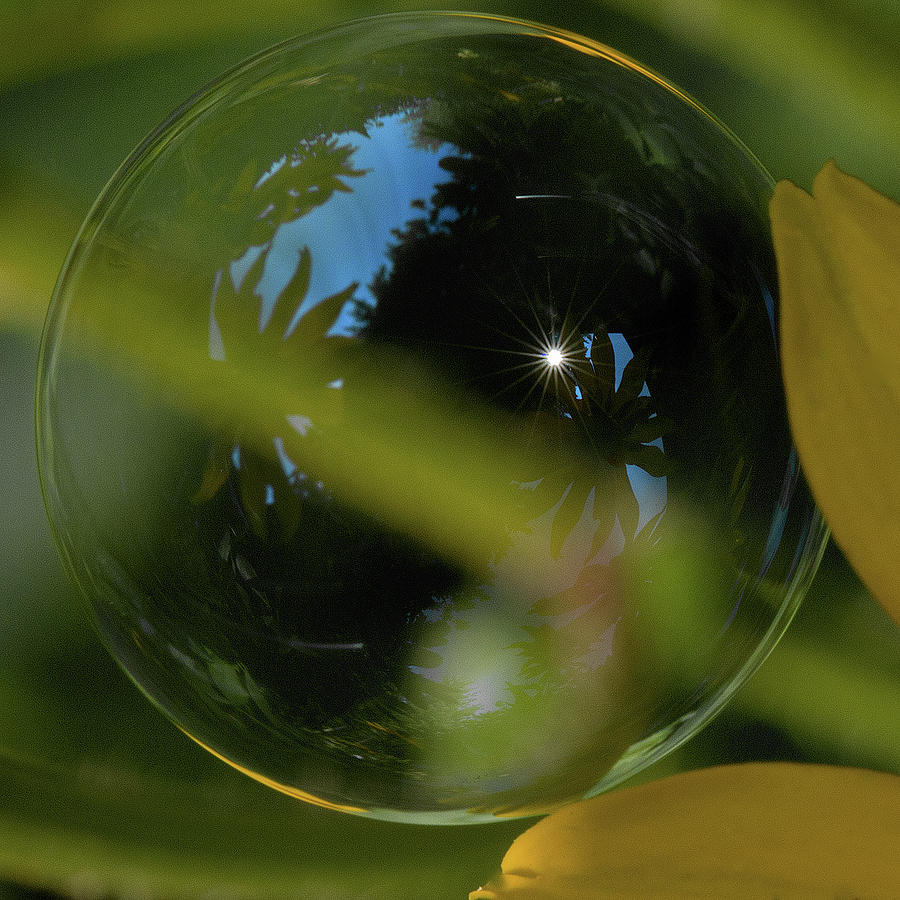Bubble in the Garden Photograph by Bob Cournoyer