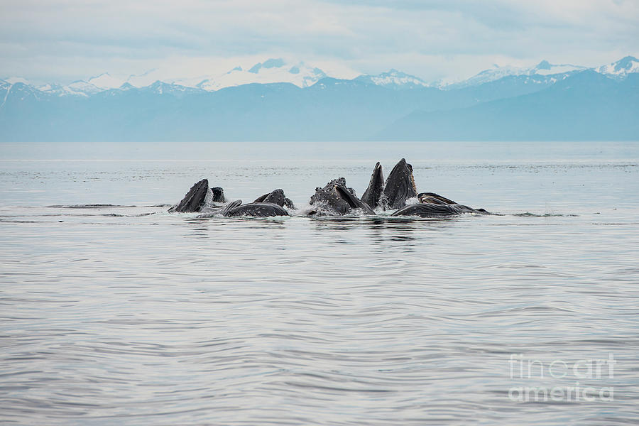 Whale Photograph - Bubble-net feeding, Chatham Strait, Alaska by Scott Methvin