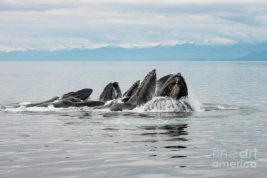 Animal Photograph - Bubble-net group with mountains in Alaska by Scott Methvin