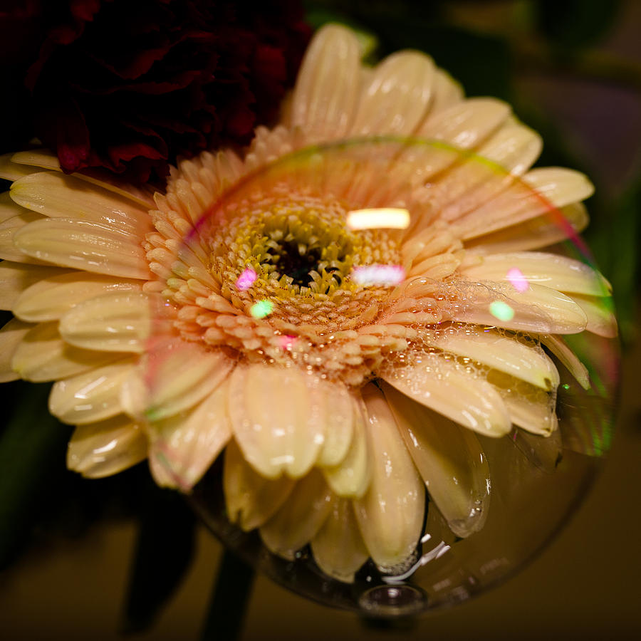 Bubbled Daisy Photograph by David Patterson