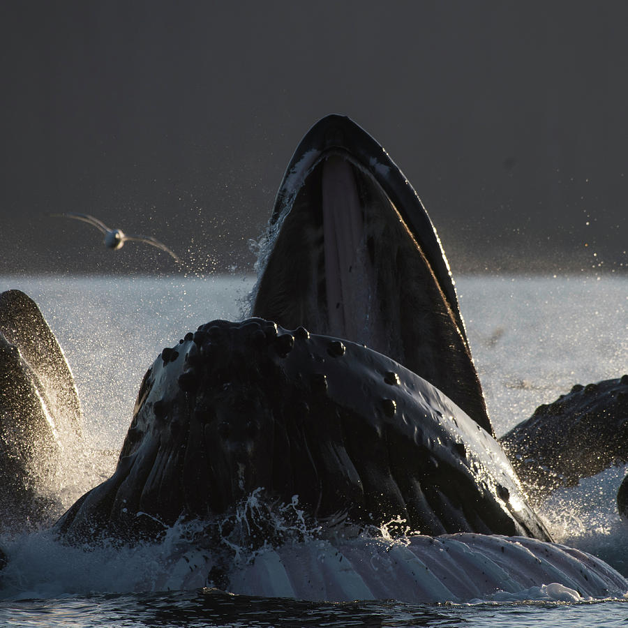 Bubblenet Whale Photograph by Ian Johnson