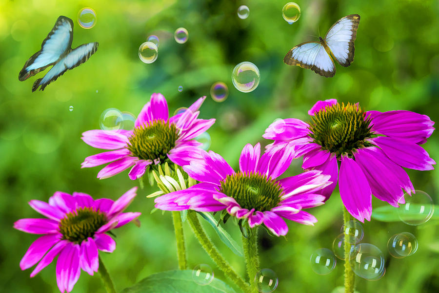 Bubbles and Butterflies Photograph by Cathy Kovarik