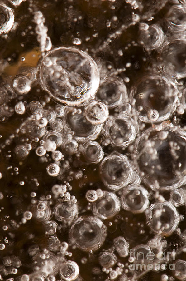 Bubbles Photograph by Anne Gilbert