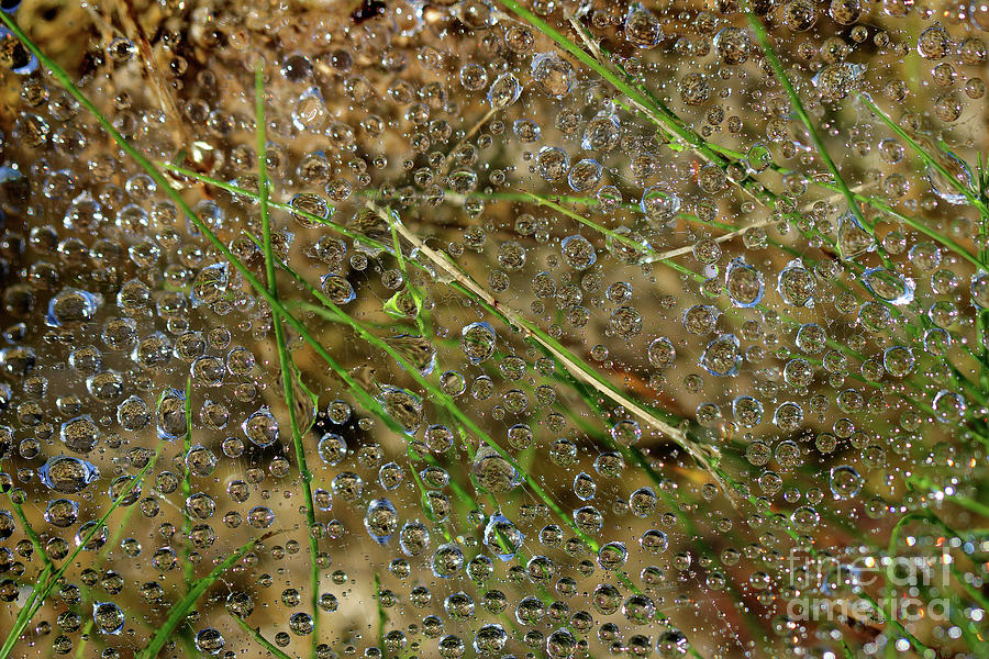 Bubbly Abstract Photograph by Karen Adams