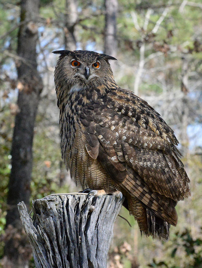 Bubo Bubo Photograph By Erin Morie - Fine Art America