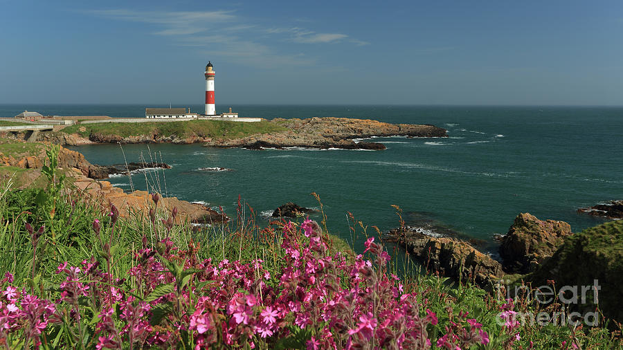 Buchan Ness Lighthouse and Spring flowers Photograph by Maria Gaellman