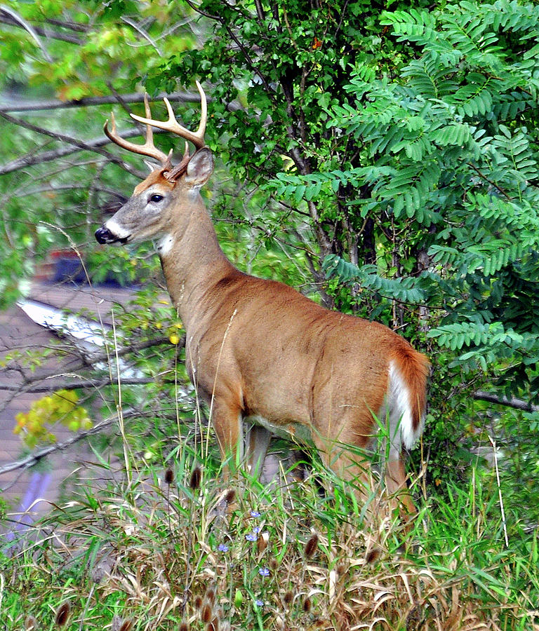 Buck #1 Photograph by Brian Sims - Fine Art America