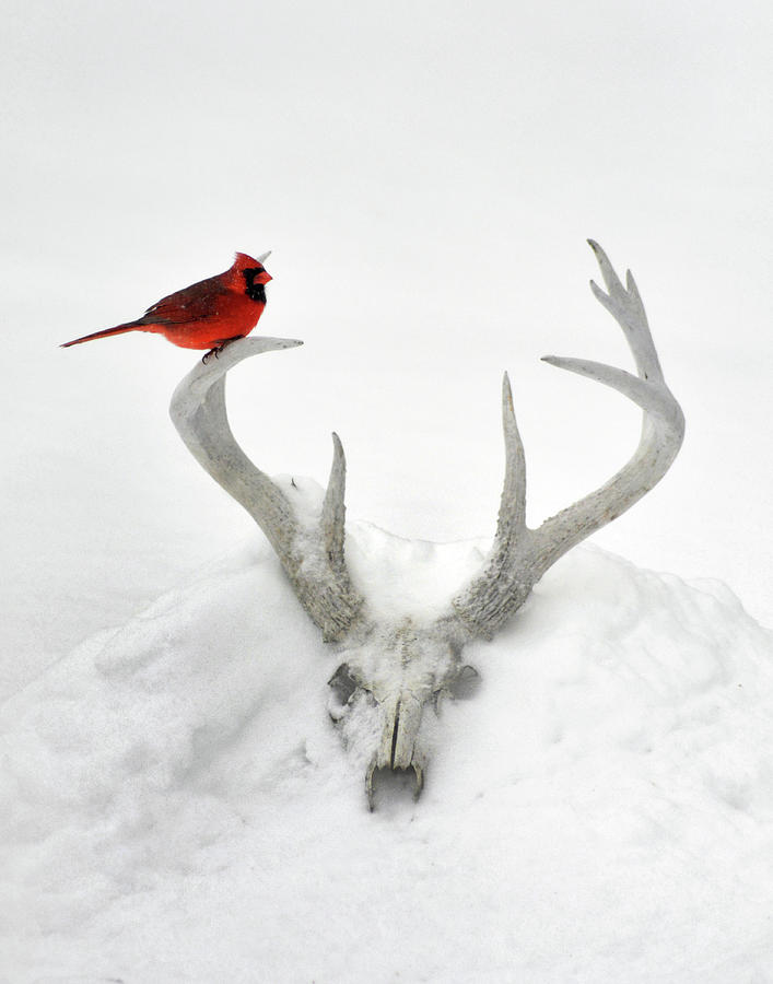 Buck And Cardinal Photograph by Garrett Sheehan