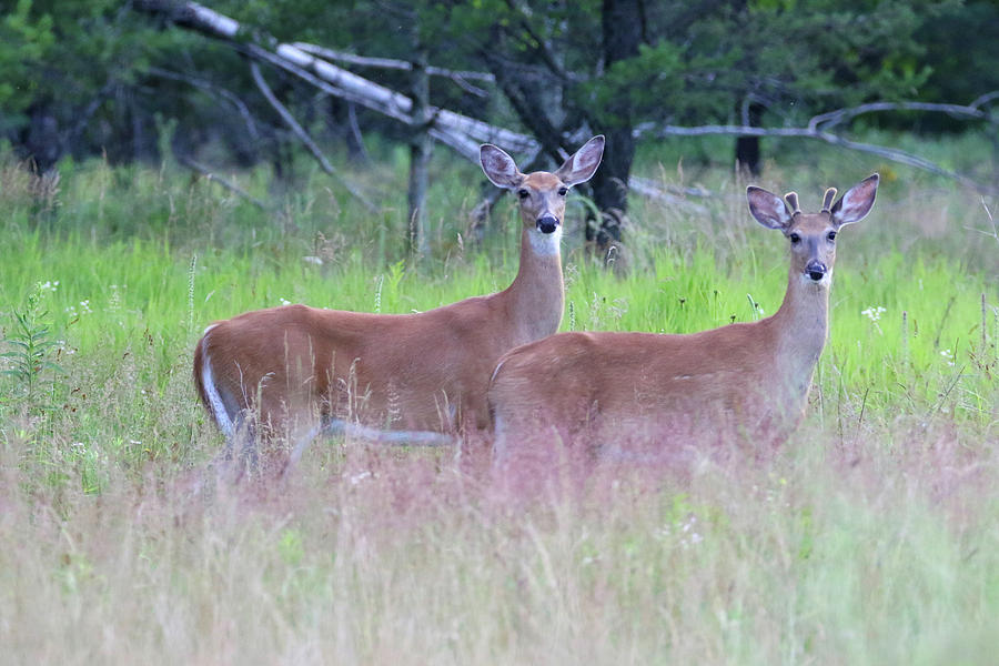 Buck and Doe Photograph by Brook Burling