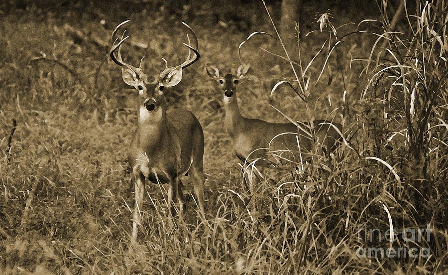 Buck and Doe in Sepia Photograph by Michael Tidwell