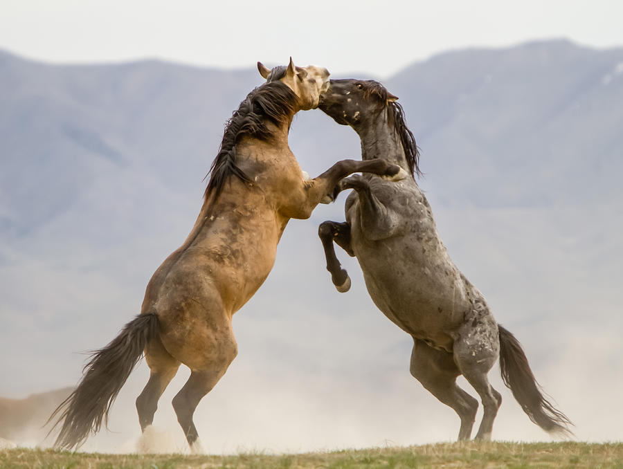 Buck and the Black Roan Photograph by Kent Keller | Pixels