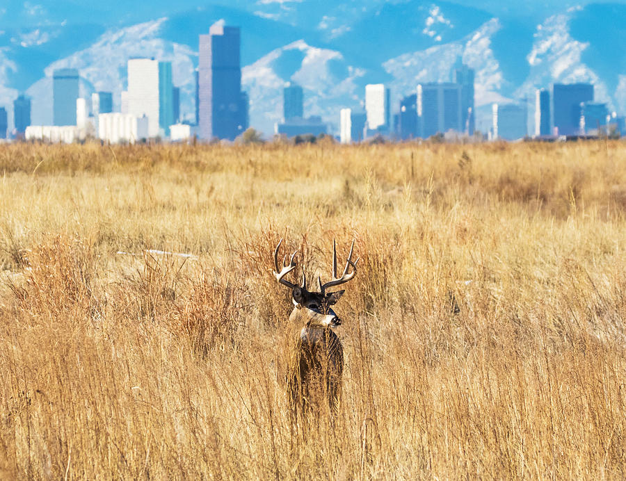 Buck and the Denver Skyline Photograph by Mindy Musick King