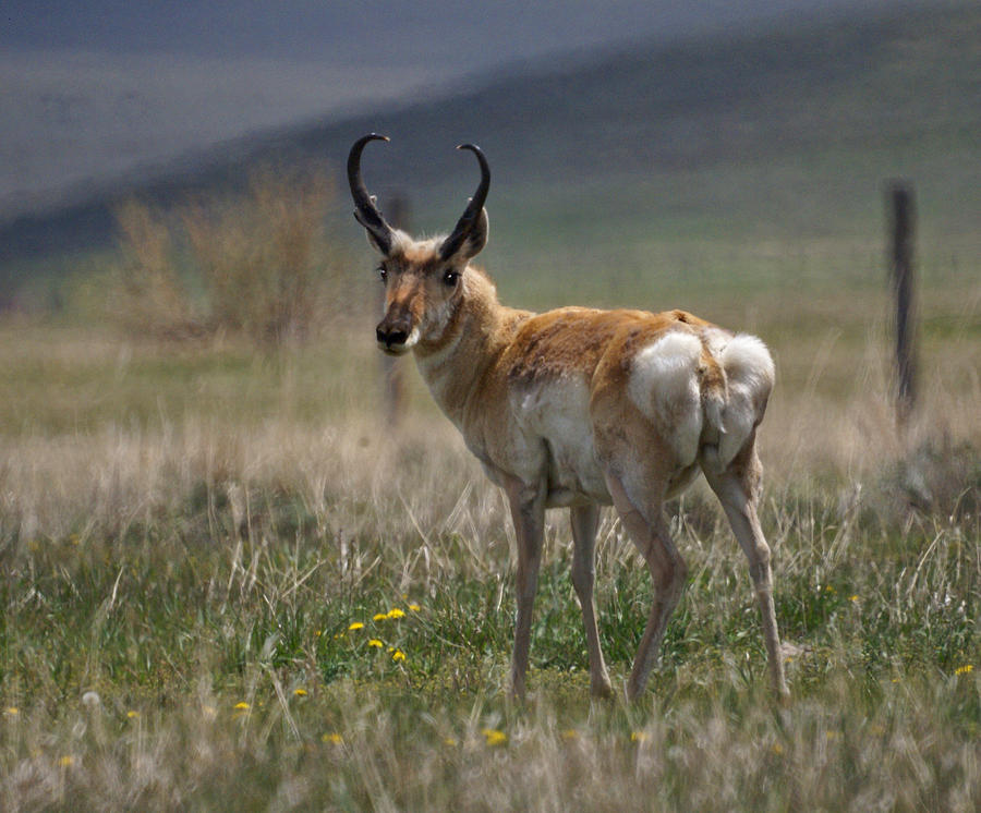 Buck Antelope Photograph by Heather Coen | Pixels