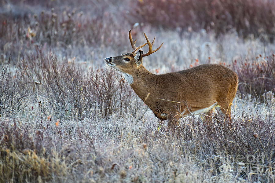 Buck At Big Meadows 9532c Photograph By Cynthia Staley